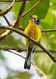 Golden-fronted Redstart